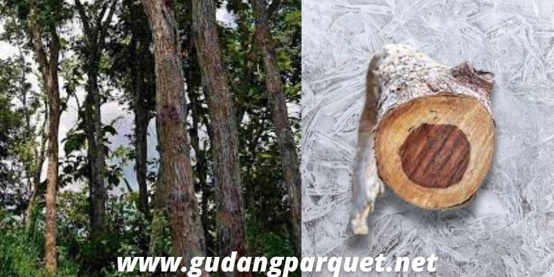 asal kayu sonokeling