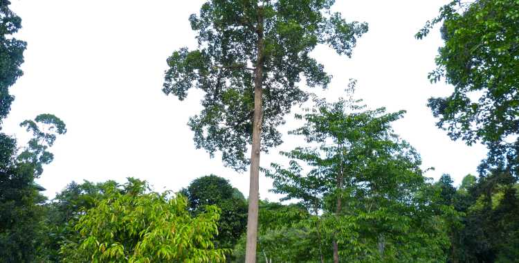 karakteristik kayu keruing