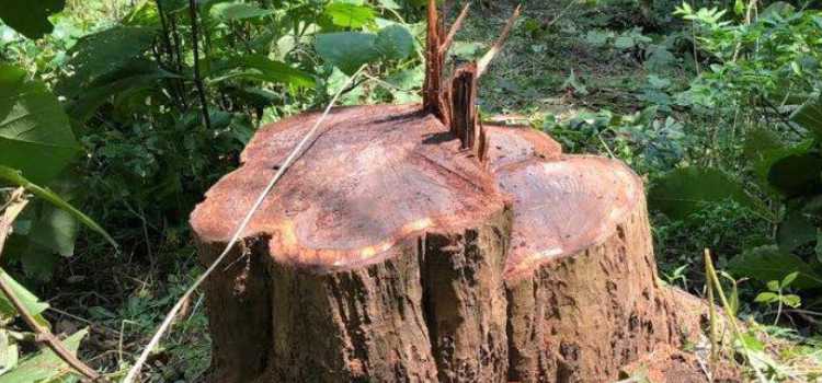 kayu sonokeling