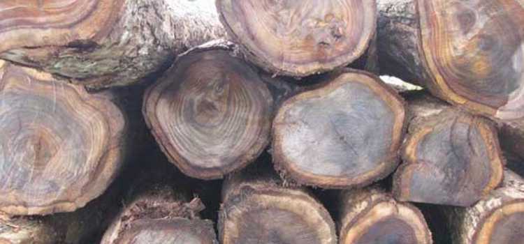 kayu untuk furniture