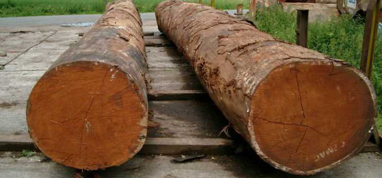 kayu untuk furniture