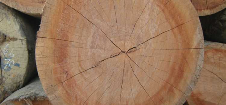 kayu untuk furniture