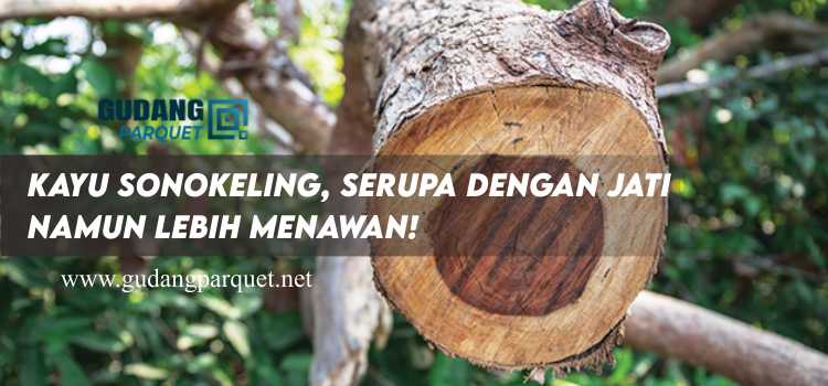 kayu sonokeling kayu sonokeling