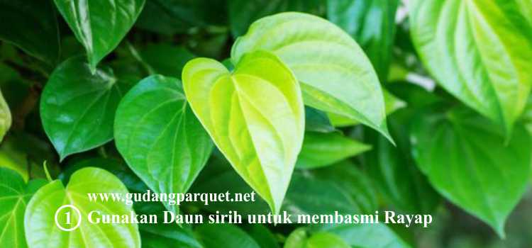 cara membasmi rayap