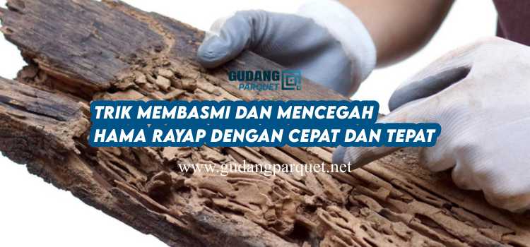membasmi rayap