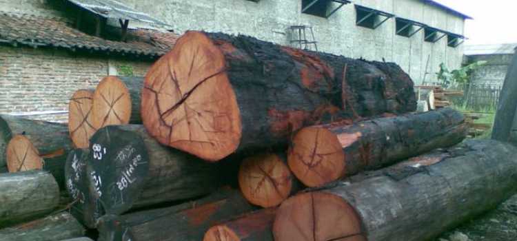 kayu kumea