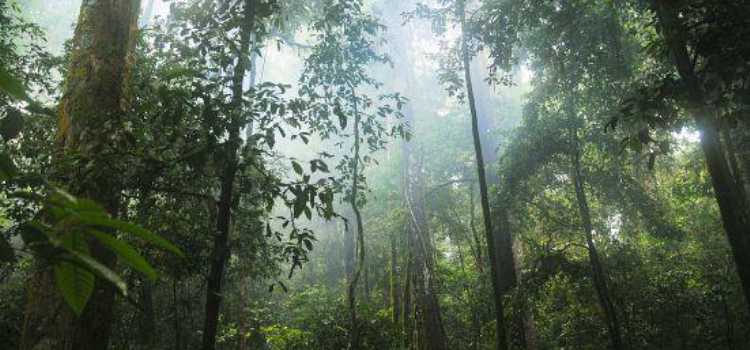 kayu merbau