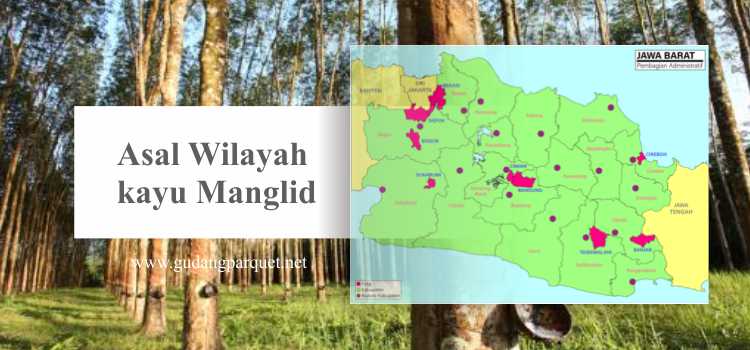 darimana kayu manglid berasal