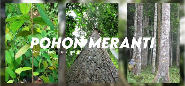 Kayu Meranti