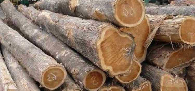 Karakteristik Kayu Jati