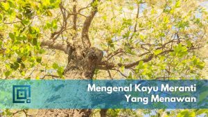 kayu meranti