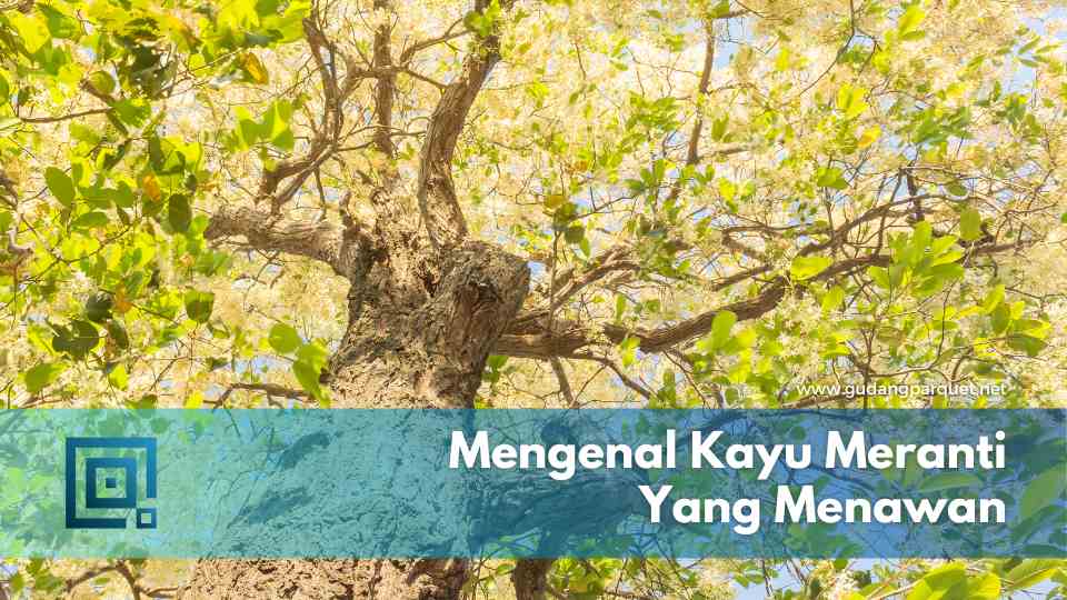 kayu meranti
