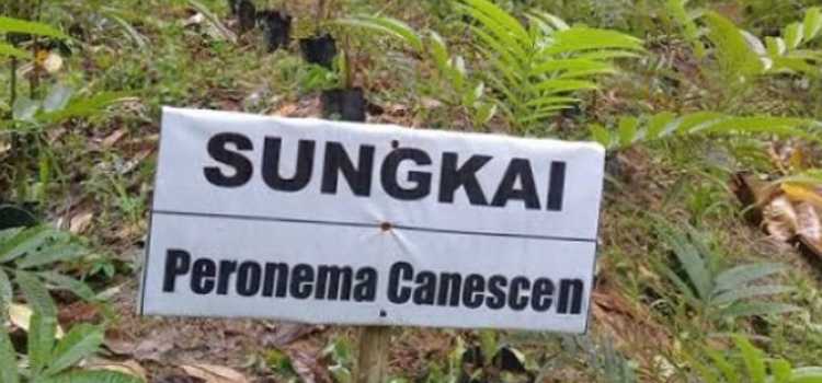 apa itu kayu sungkai