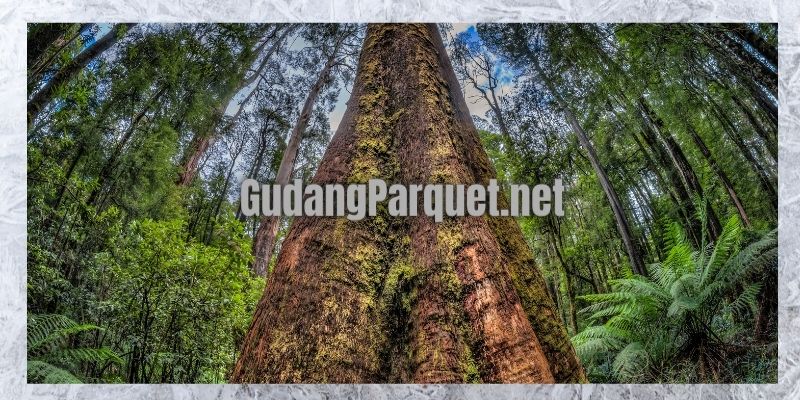 asal usul pohon kayu bengkirai
