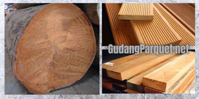 wujud kayu bengkirai
