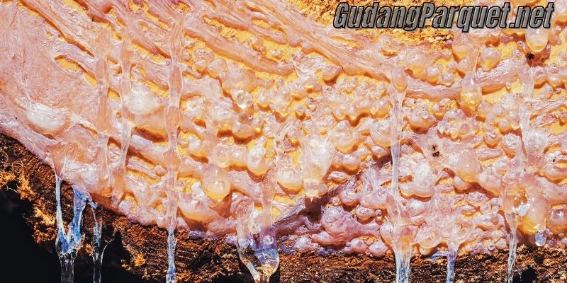 kandungan kimia pada kayu bengkirai