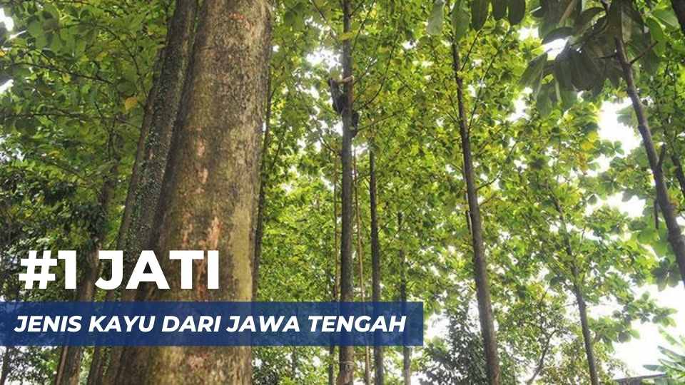 kayu jati