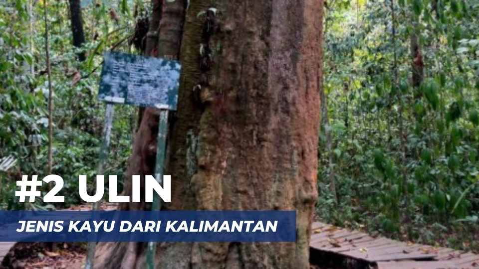 kayu ulin berasal dari 