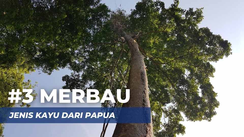 kayu merbau