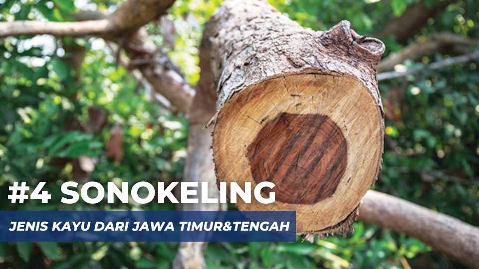 sonokeling darimana
