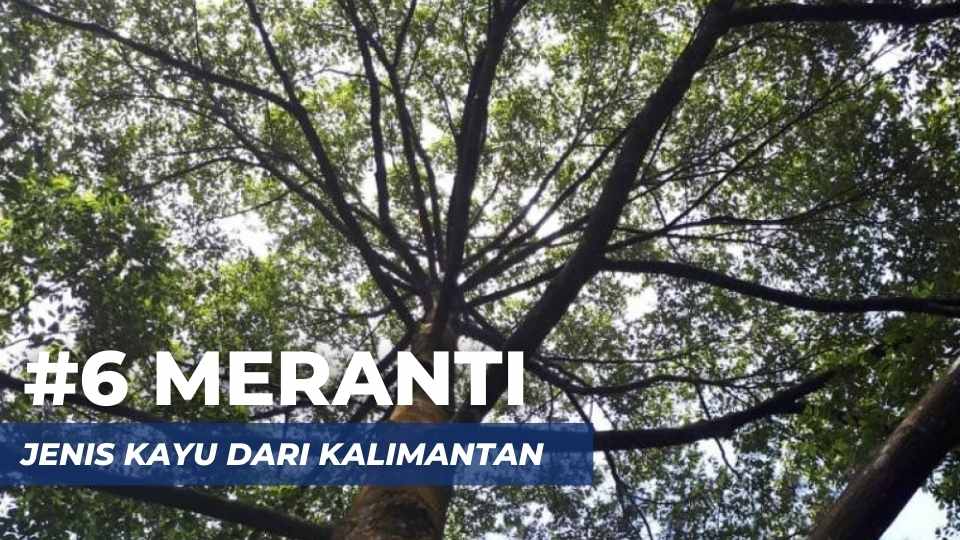 asal kayu meranti