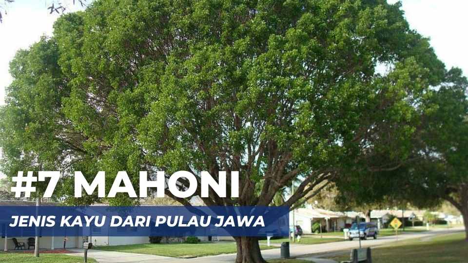 asal kayu mahoni