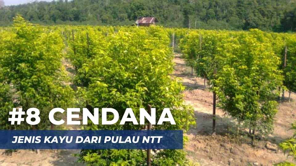 asal kayu cendana