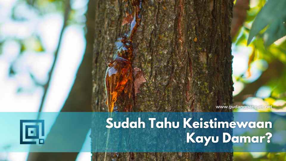 kayu damar kayu damar