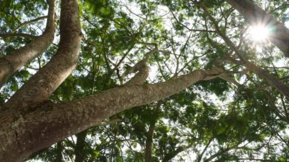 karakteristik kayu sengon