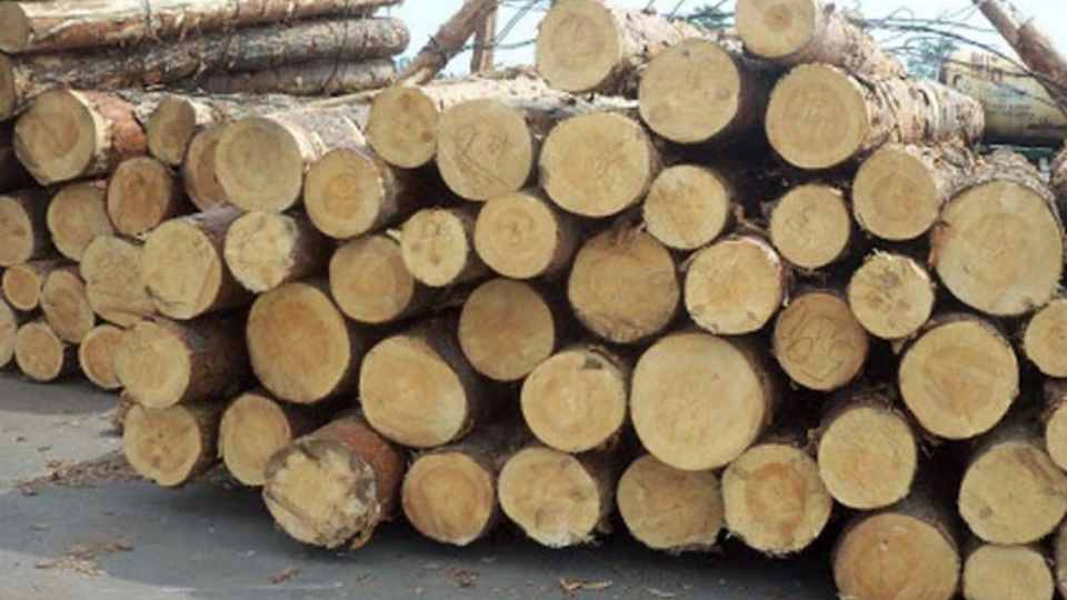 kelebihan dan kekurangan kayu sengon