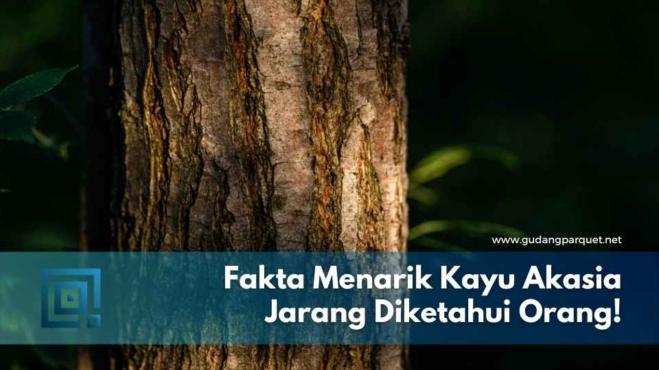 Fakta Kayu Akasia Kayu Akasia