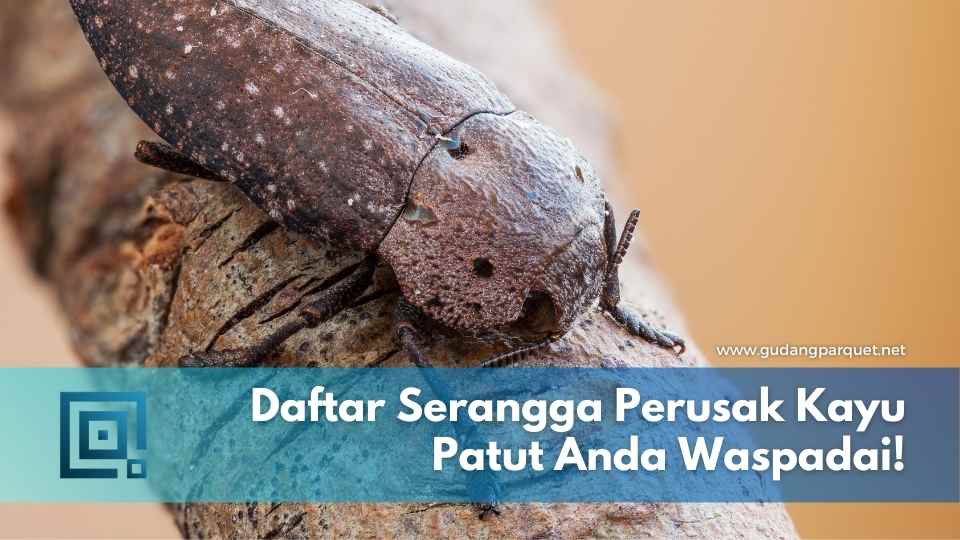 Serangga Perusak Kayu Serangga Perusak Kayu
