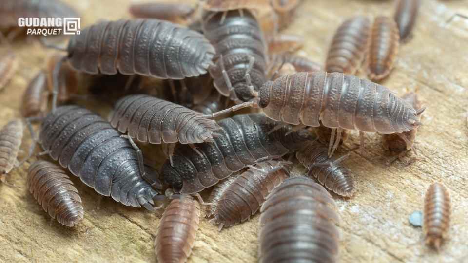 Kutu Serangga Pemakan Kayu