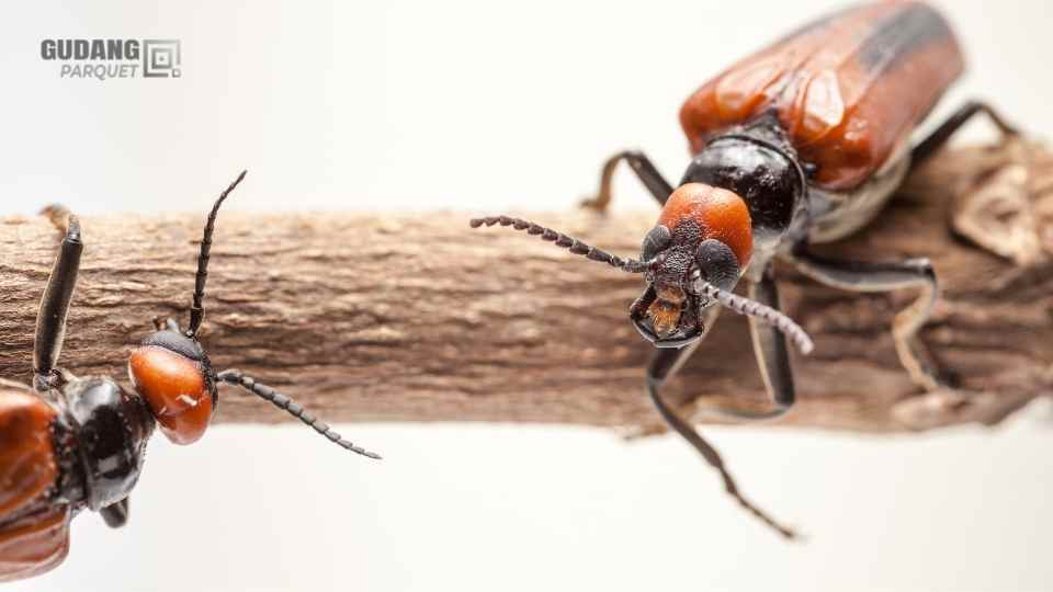 Teter Serangga Pemakan Kayu