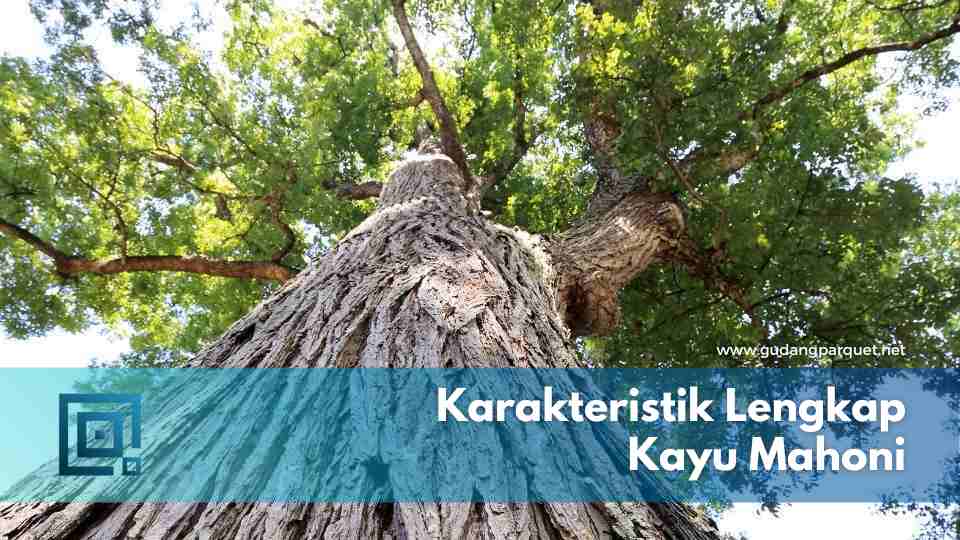 karakteristik kayu mahoni