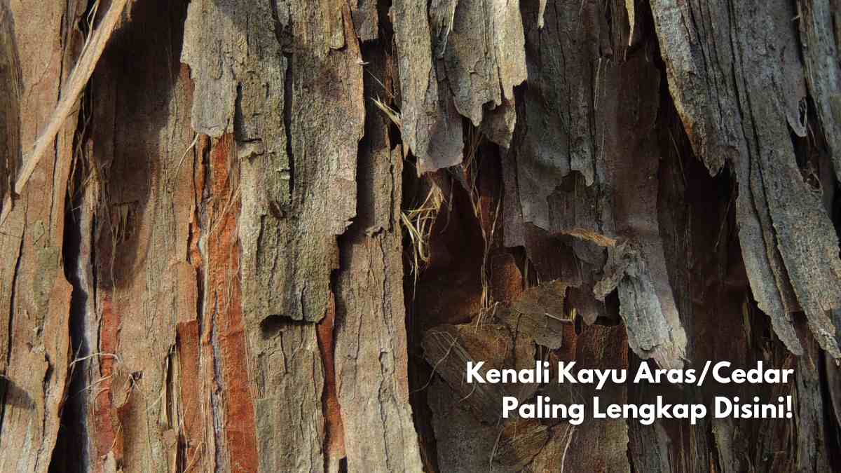 kualitas kayu aras atau cedar