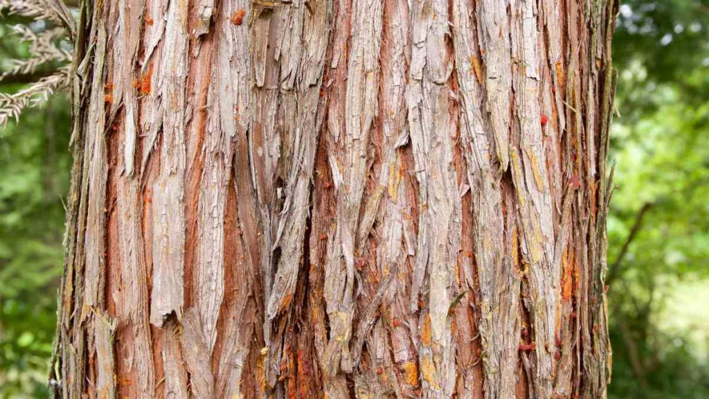 kualitas kayu aras atau cedar