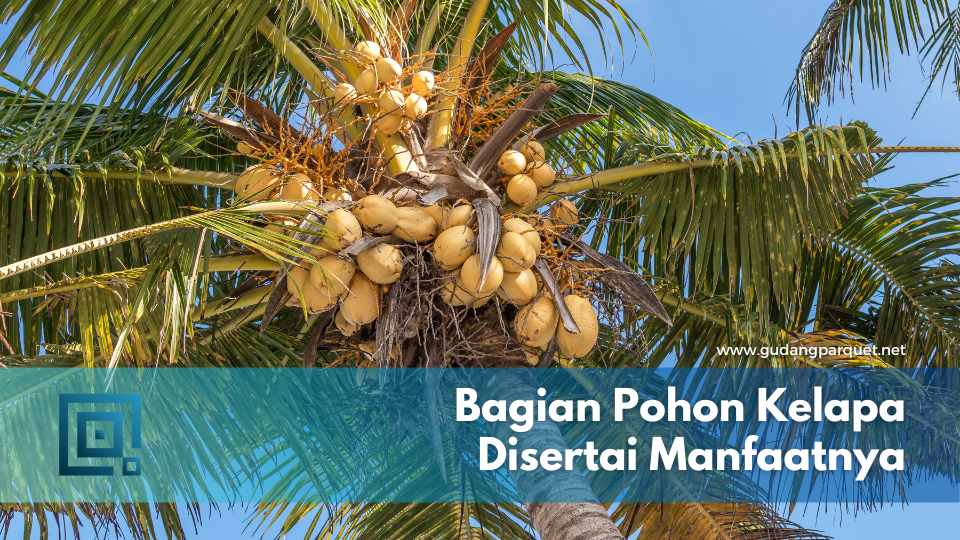 Bagian Pohon Kelapa Bagian Pohon Kelapa