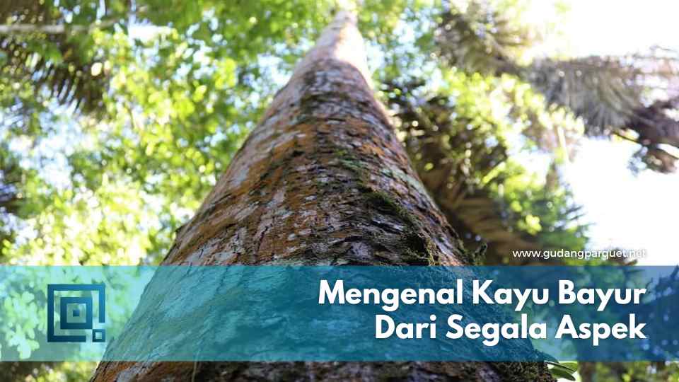 kayu bayur