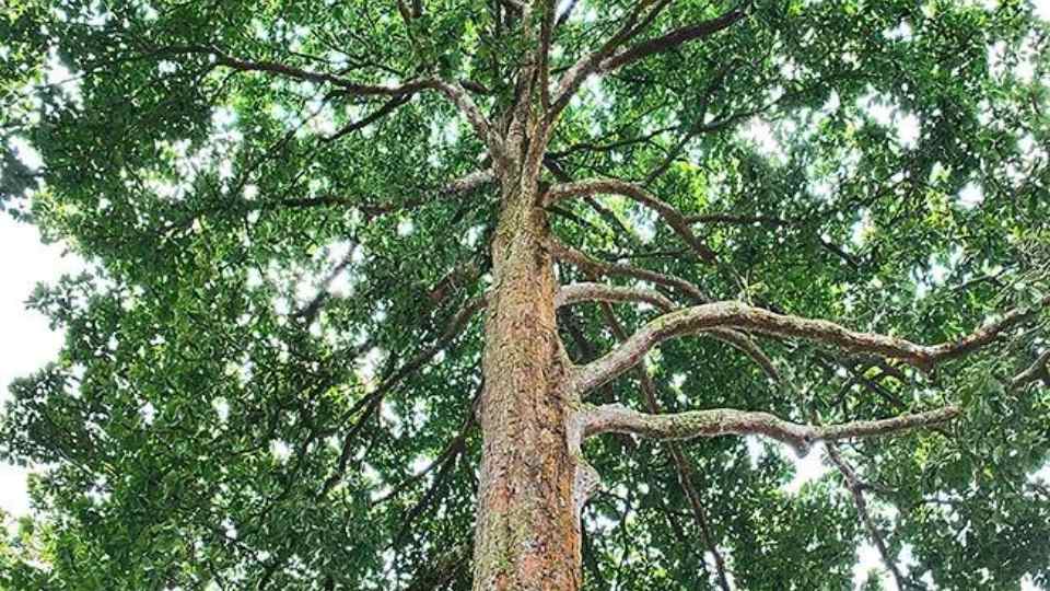 kayu trembesi