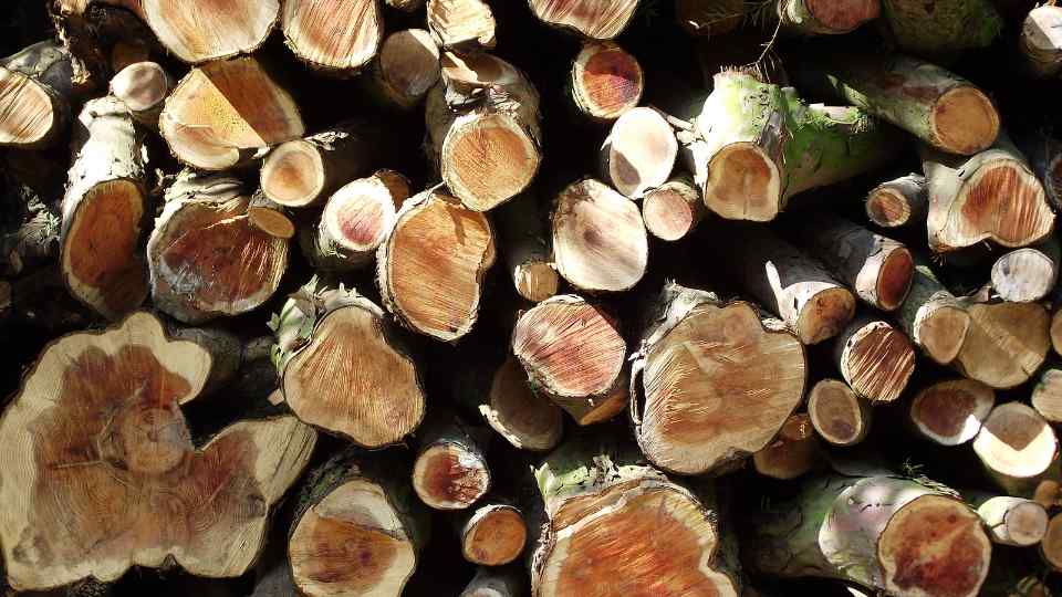kayu trembesi