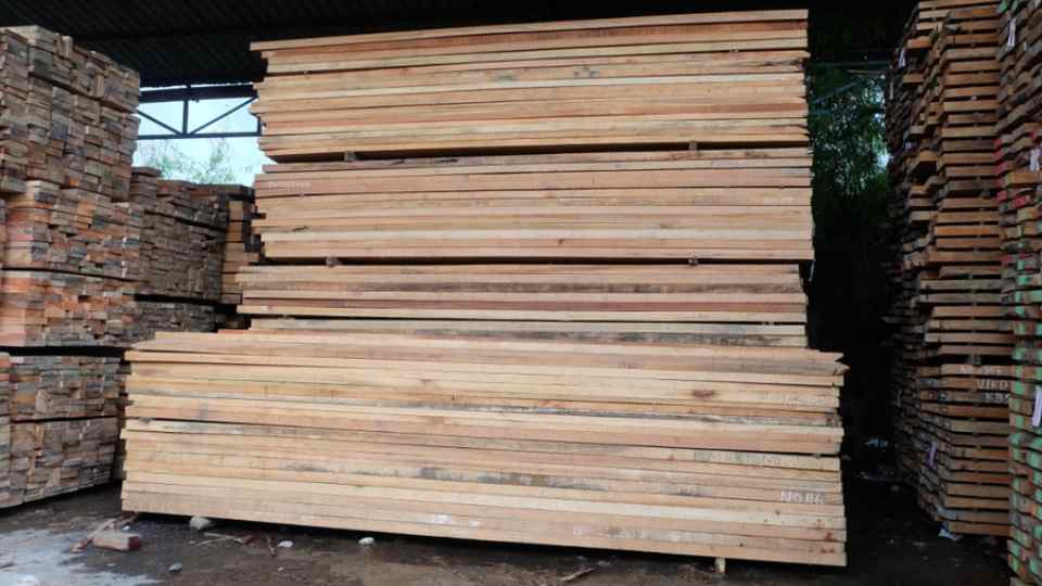 kayu bayur