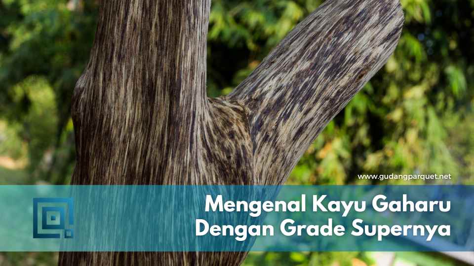 kayu gaharu