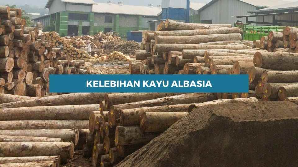 kelebihan dan kekurangan kayu albasia