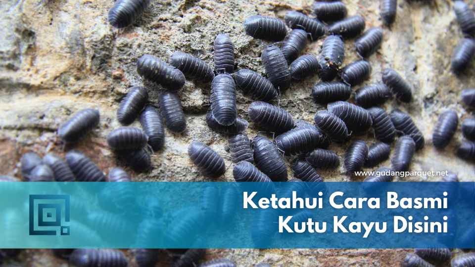 cara membasmi kutu kayu
