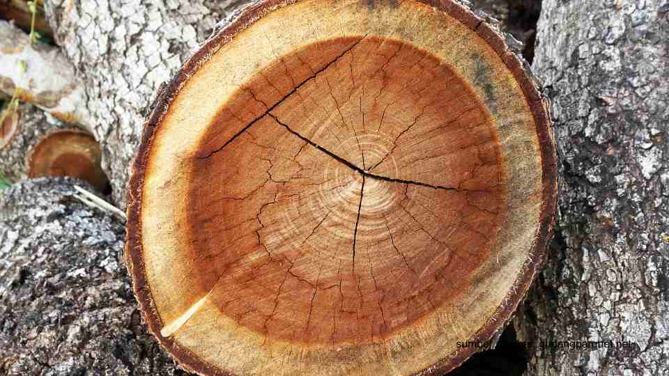 kayu laban