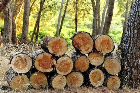 kayu ulin kalimantan