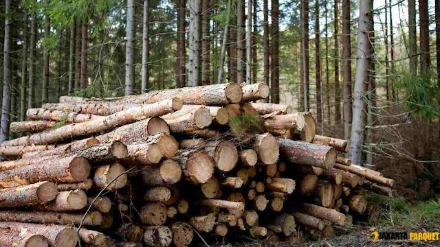 kayu ulin kalimantan