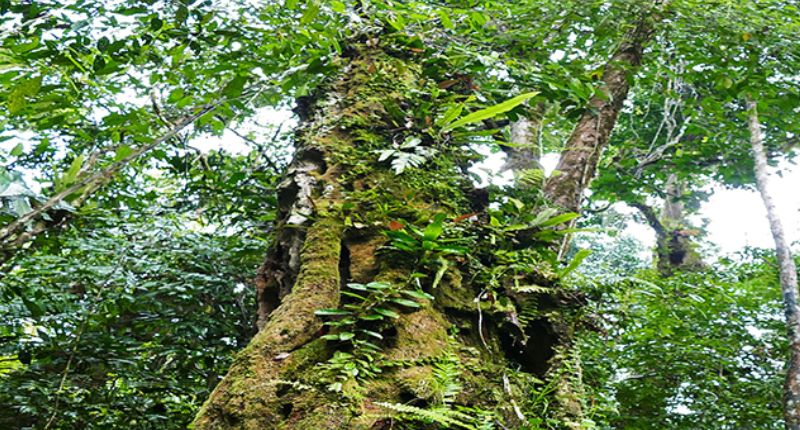 pohon ulin
